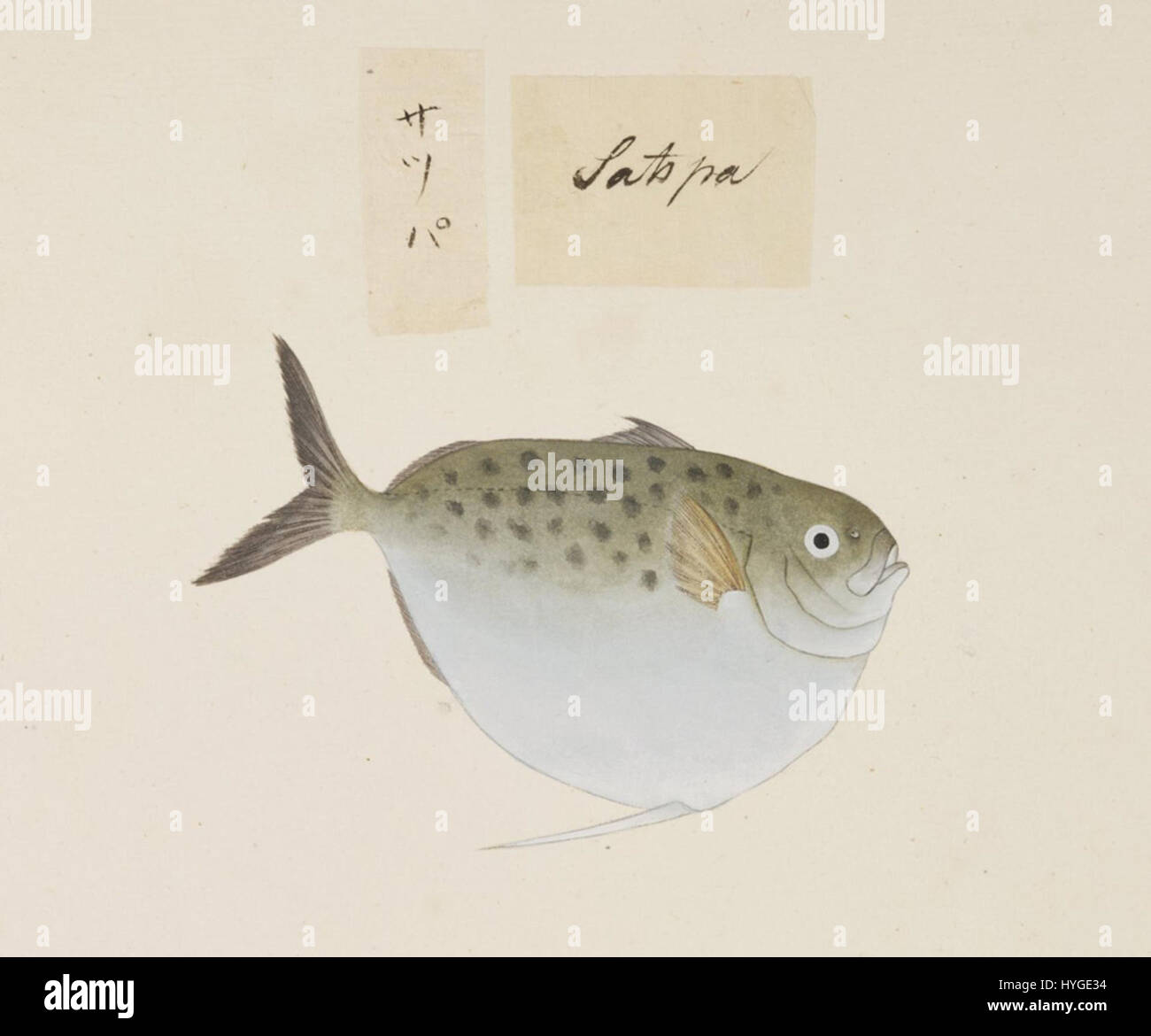 Naturalis Biodiversity Center RMNH.ART.512 Harengula zunasi Bleeker ...