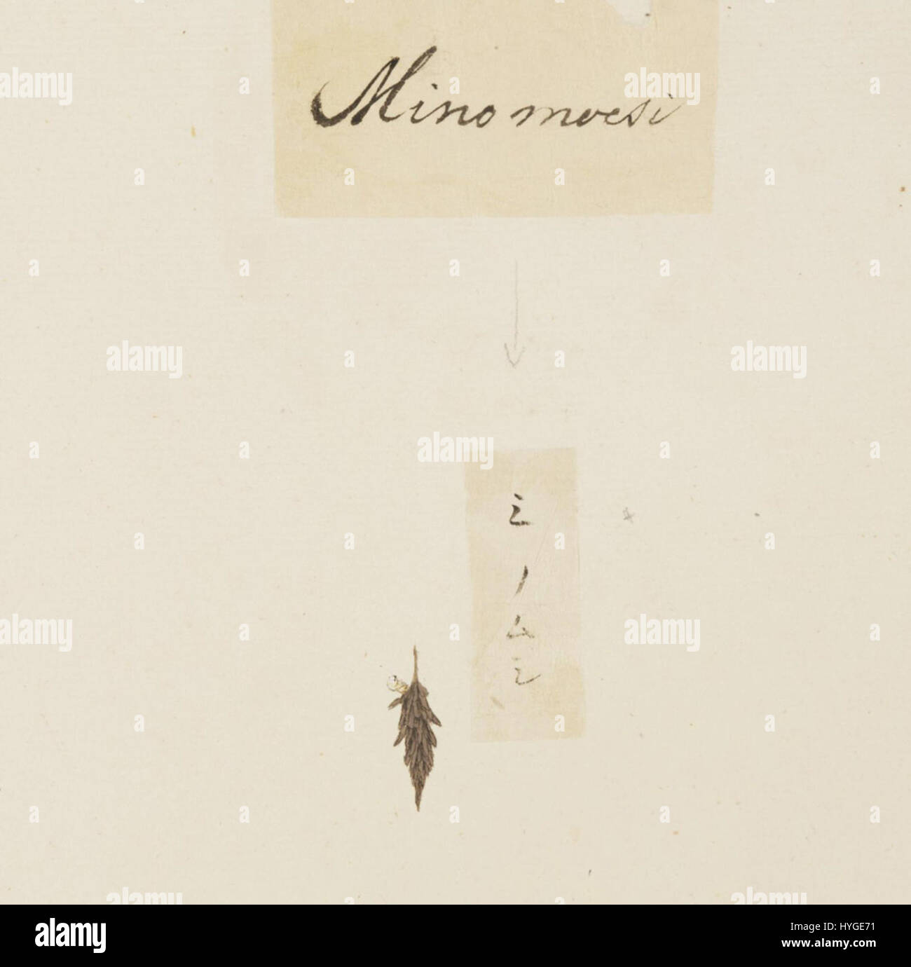 Naturalis Biodiversity Center RMNH.ART.611 Eumeta japonica Kawahara