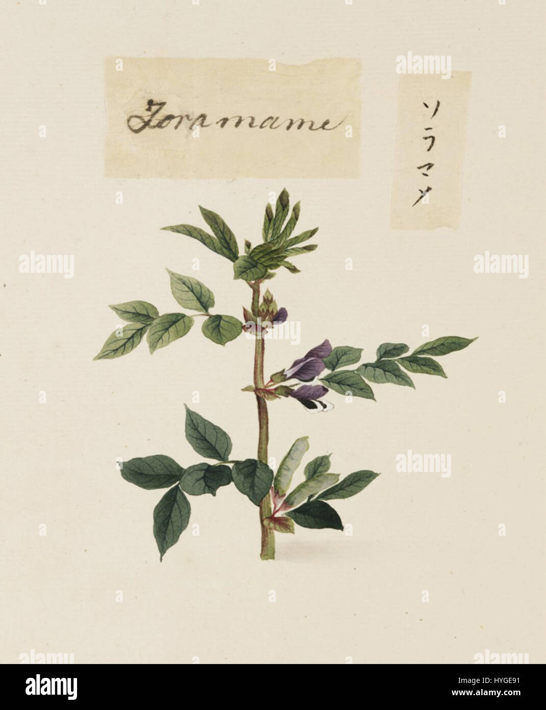 This pencil drawing and watercolour by Keiga Kawahara from 1823-1829 ...