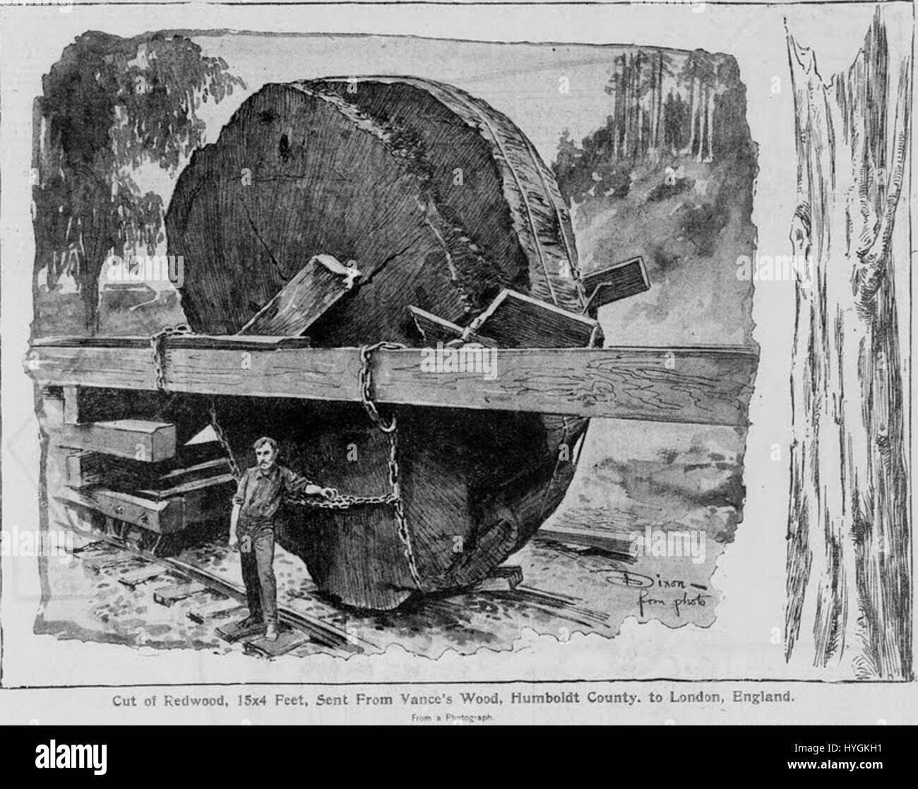 Giant sequoia tree rings hi-res stock photography and images - Alamy