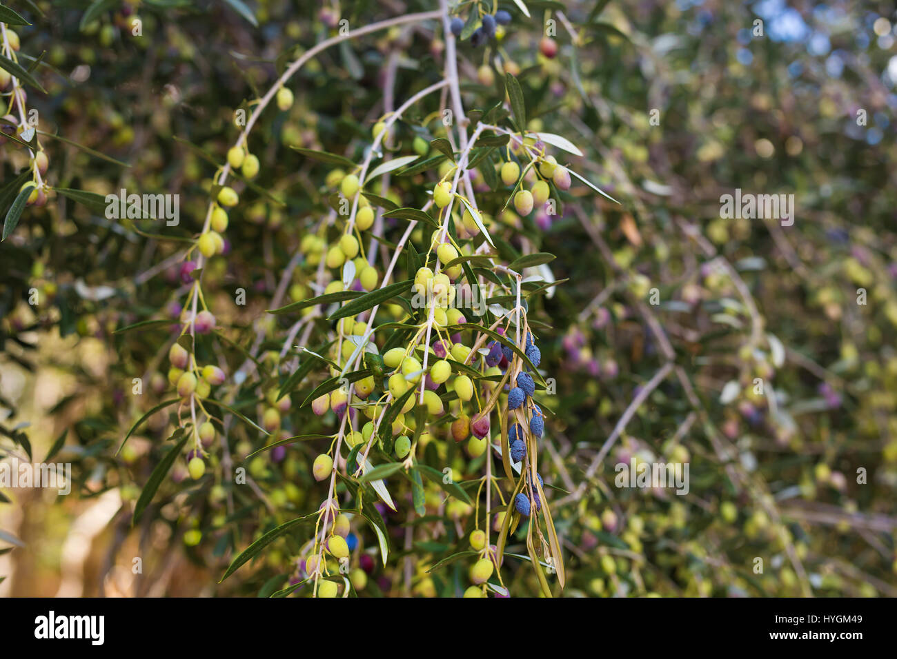 Branch of olive tree with fruits and leaves, natural agricultural food ...