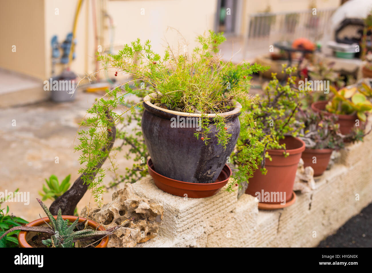 Outdoor flower pots for small garden, patio or terrace Stock Photo Alamy