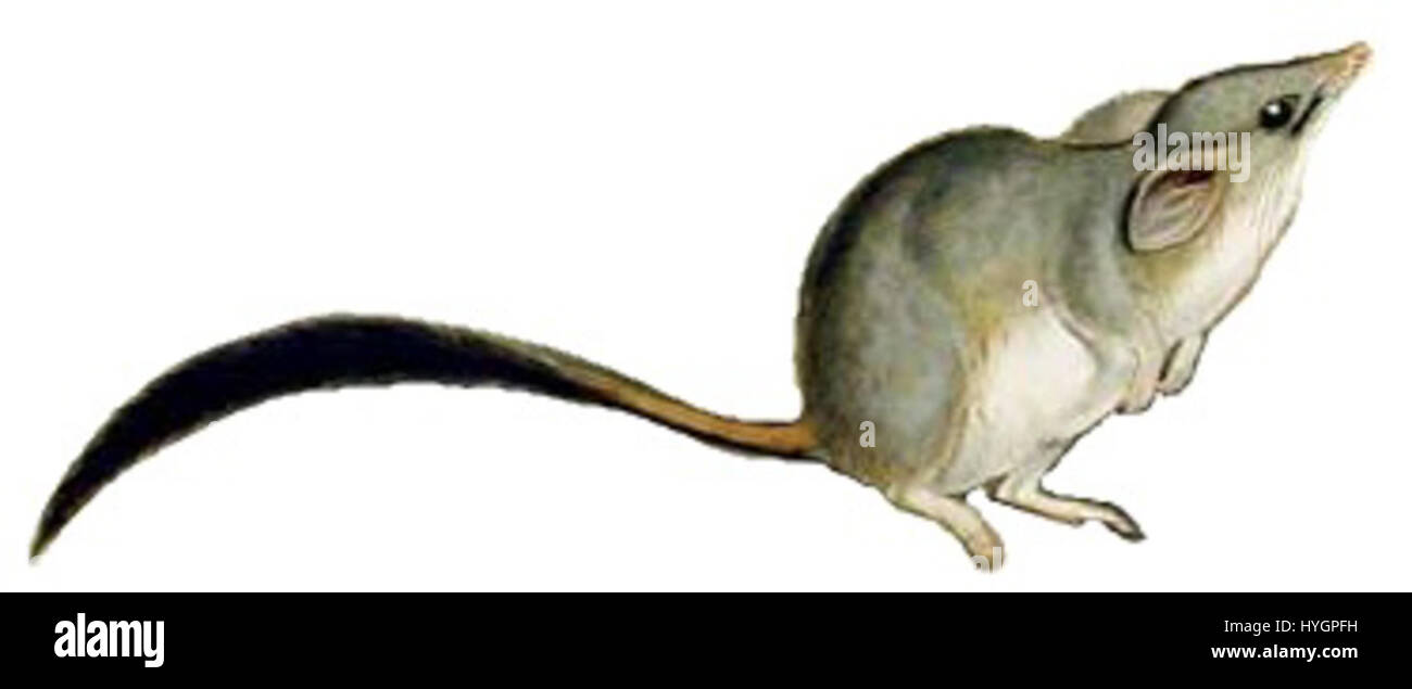 Phascogale calura Gould white background Stock Photo Alamy