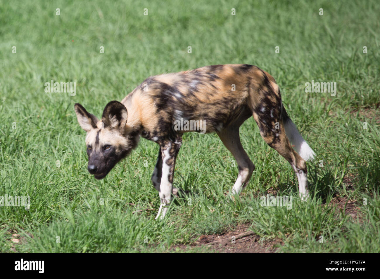 African wild dog (Lycaon rictus) Stock Photo