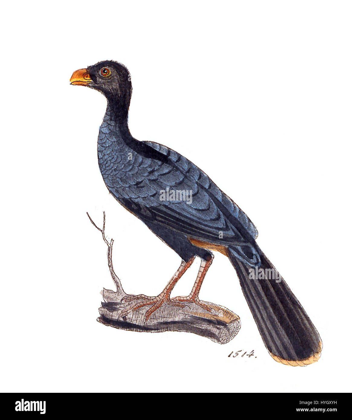 Pauxi tomentosa 1820 1860 Print Iconographia Zoologica Special