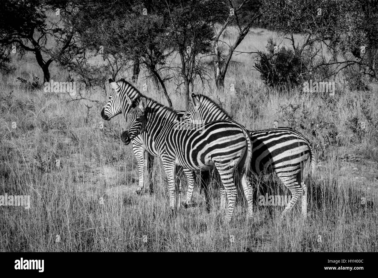 Game drive - safari animals in South-Africa Stock Photo