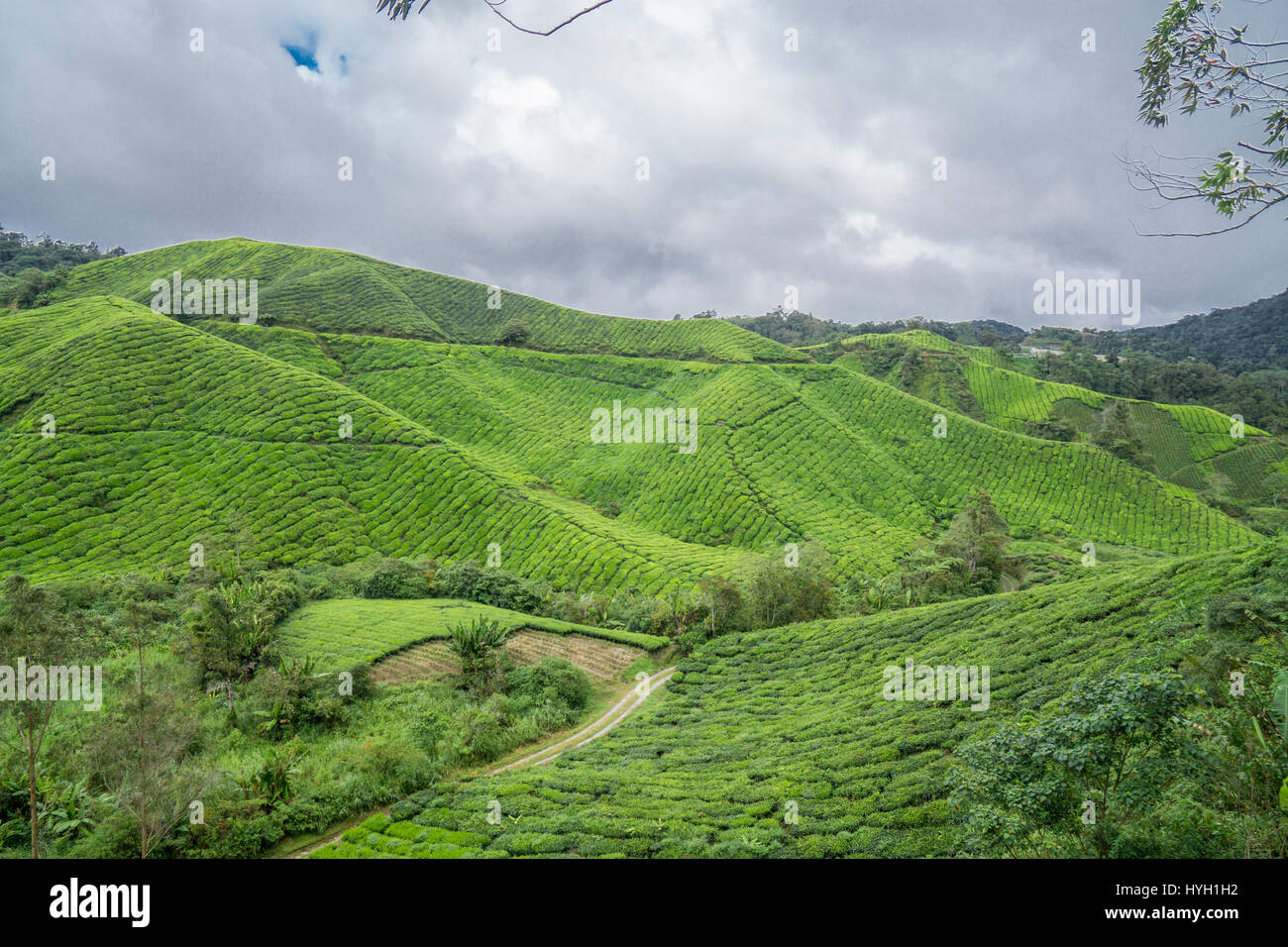 The Tea Plantations in the Cameron Highlands, Malaysia. Stock Photo