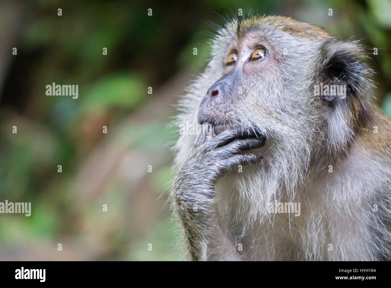 A thinking monkey, Langkawi Malaysia. Stock Photo