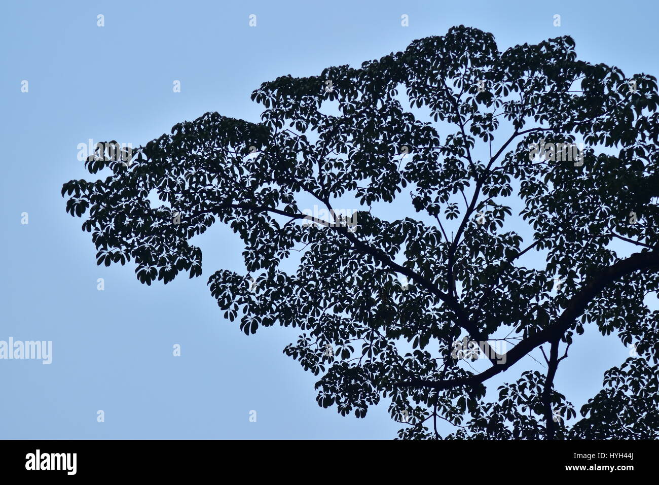 Beautiful silhouette of tree branches under the blue sky Stock Photo ...