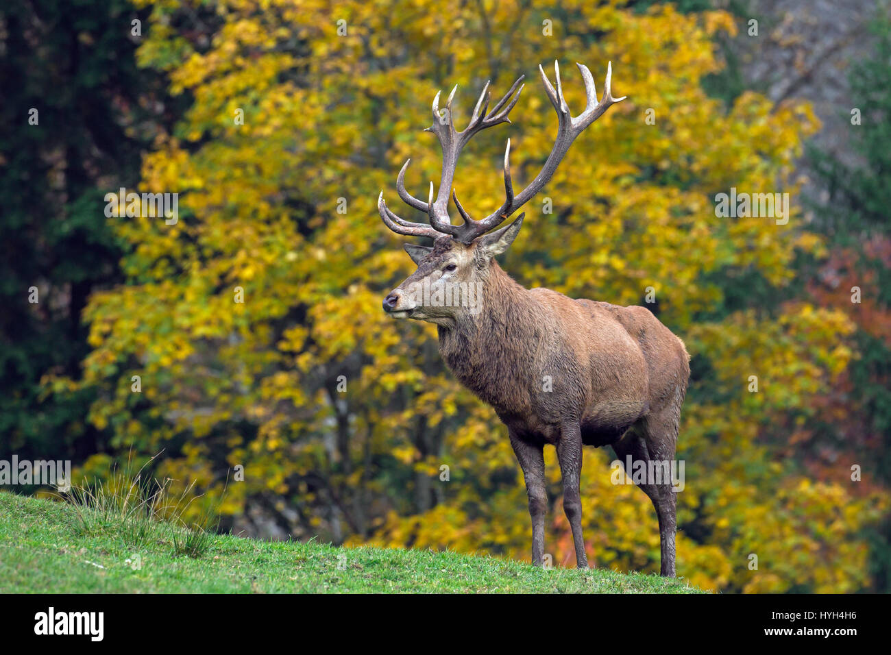 Red deer (Cervus elaphus) stag during the rutting season in autumn forest Stock Photo