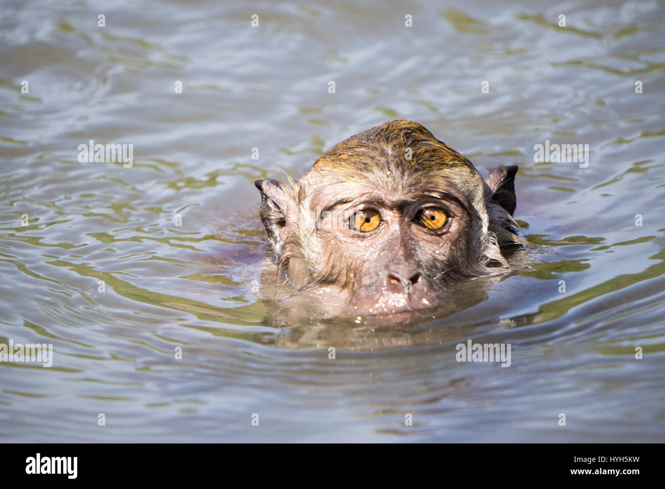 Close-up of a swimming monkey, Langkawi, Malaysia Stock Photo
