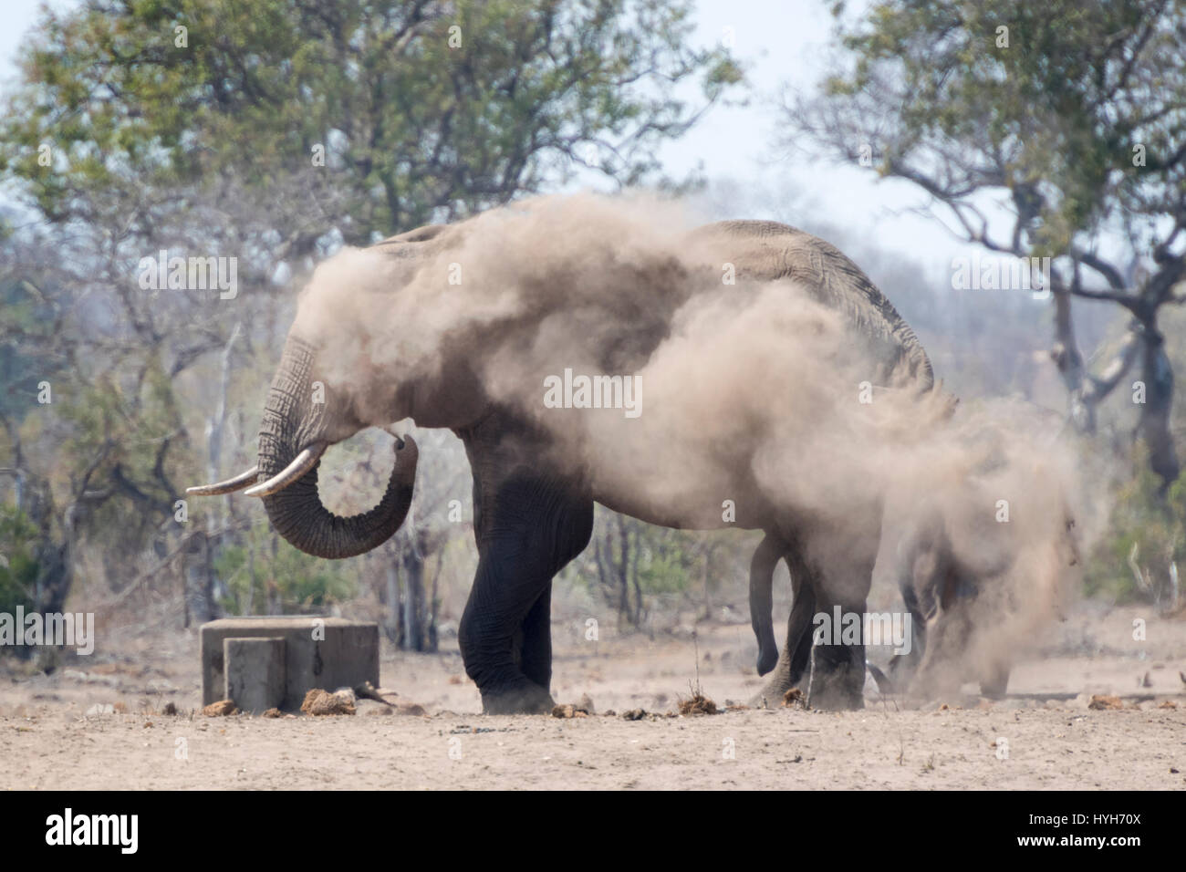 African Elephant (Loxodonta africana) bull, taking dust bath, Kruger national park, South Africa. Stock Photo