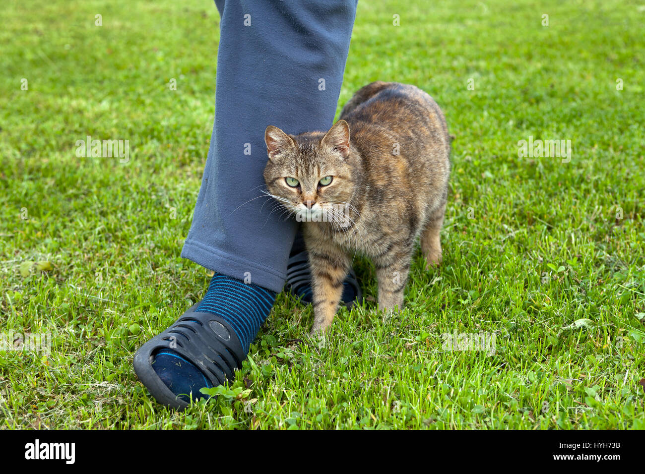 Cat rubbing against leg hires stock photography and images Alamy