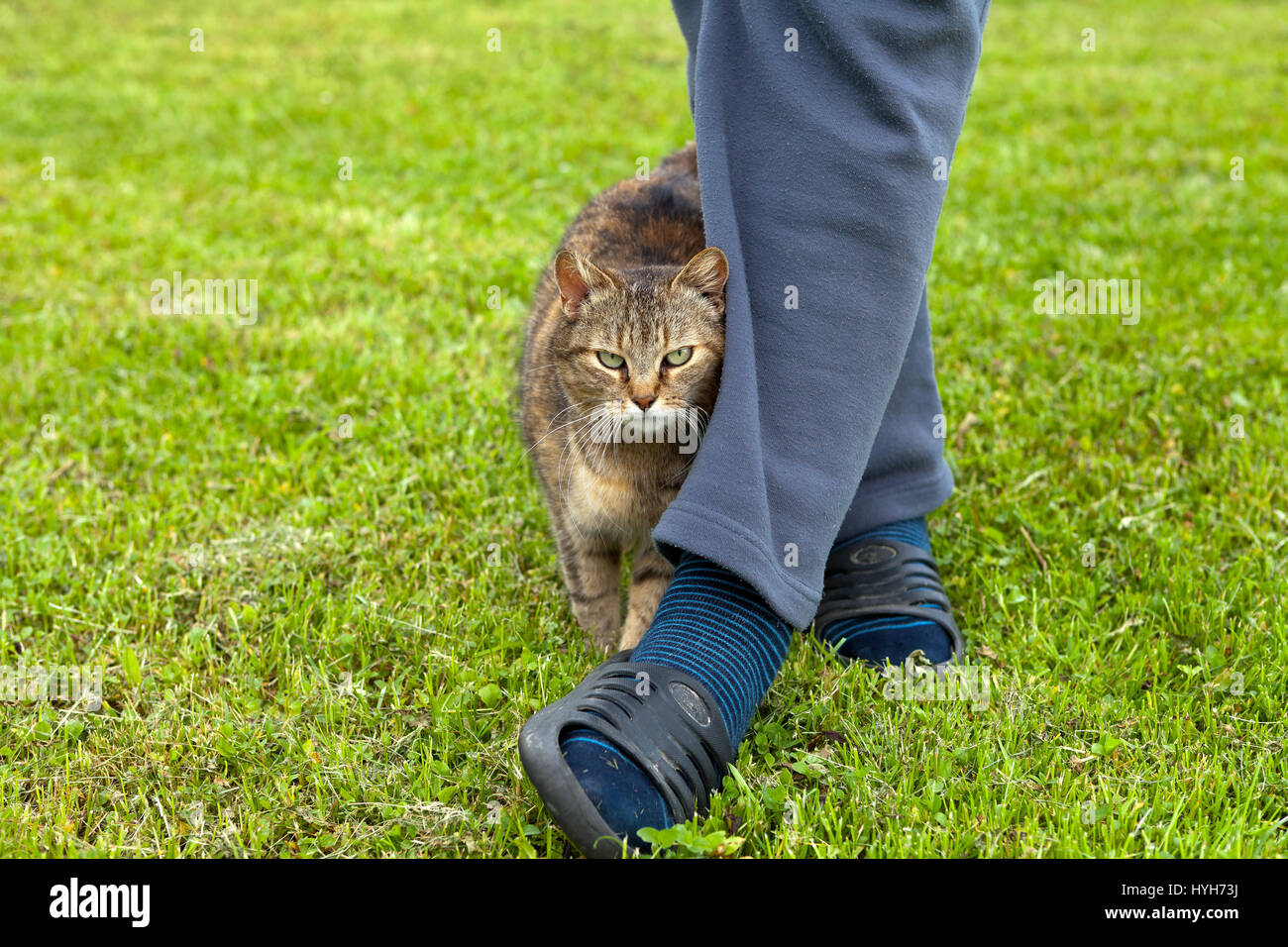 Cat rubbing against leg hires stock photography and images Alamy