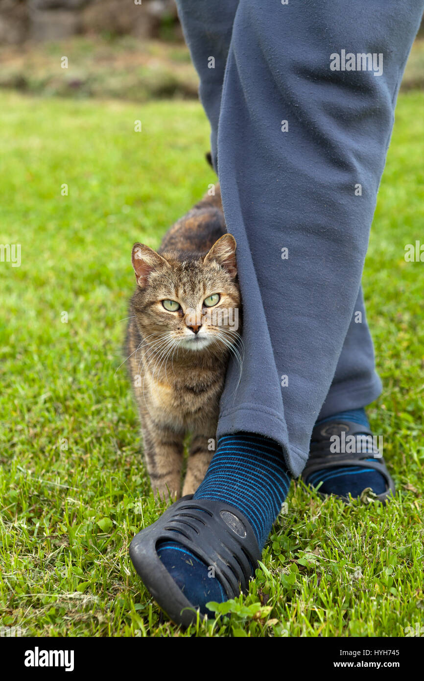 Cat rubbing against leg hires stock photography and images Alamy