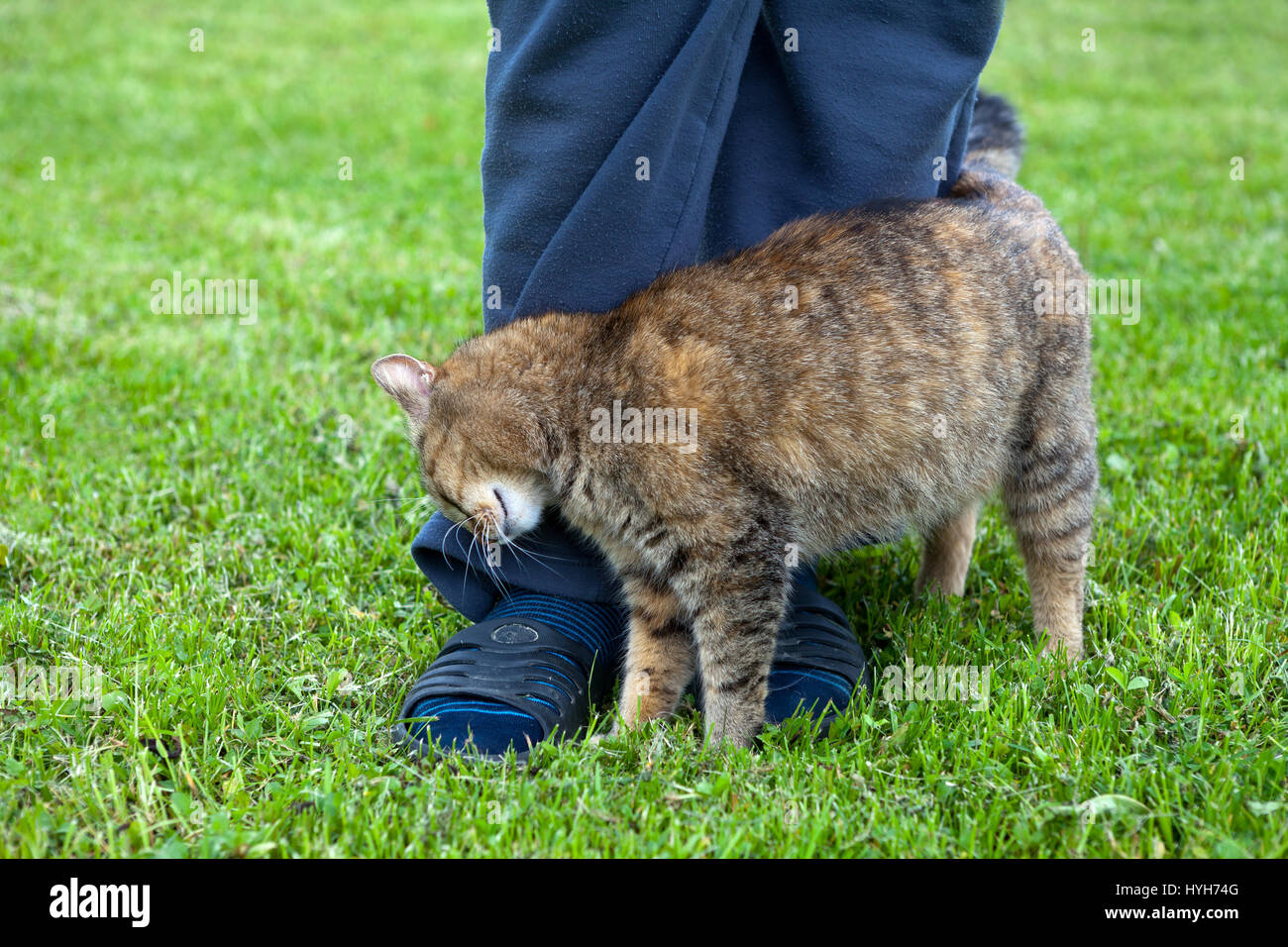 Gray cat rubbing against female leg Stock Photo Alamy