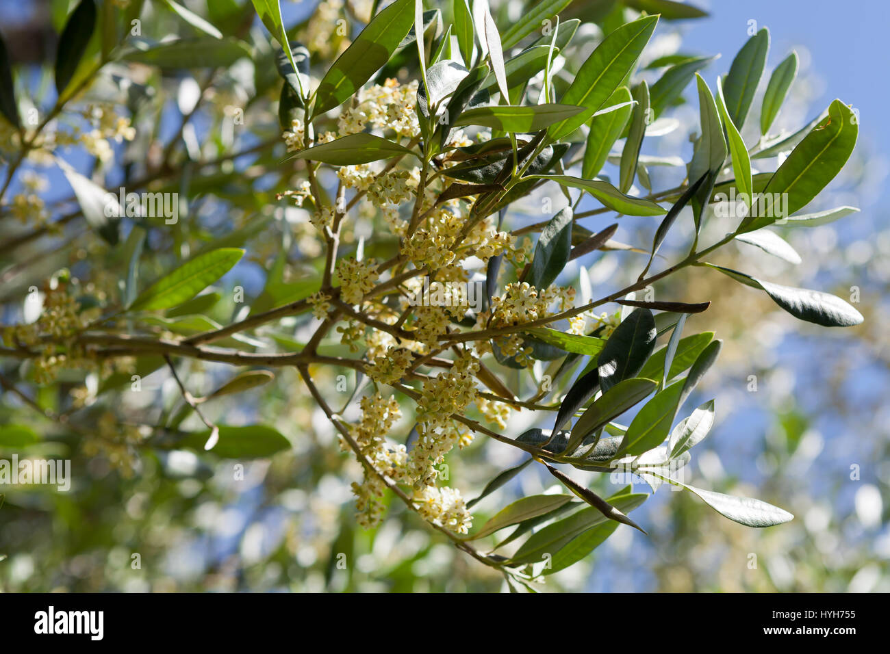 Olive tree in bloom Stock Photo - Alamy