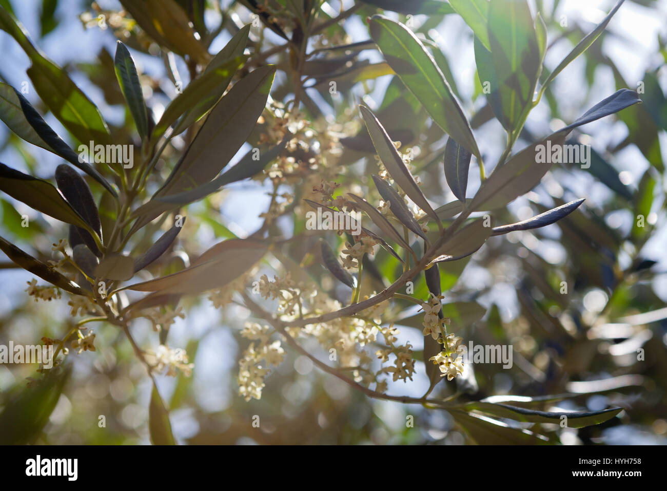 Olive tree in bloom on a sunny day Stock Photo - Alamy