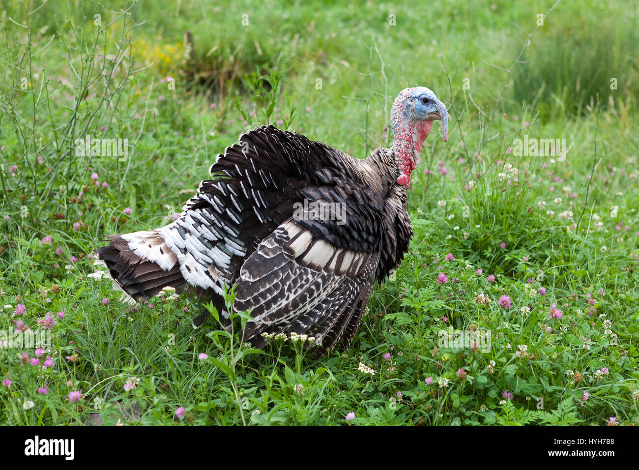 Male turkey profile hires stock photography and images Alamy