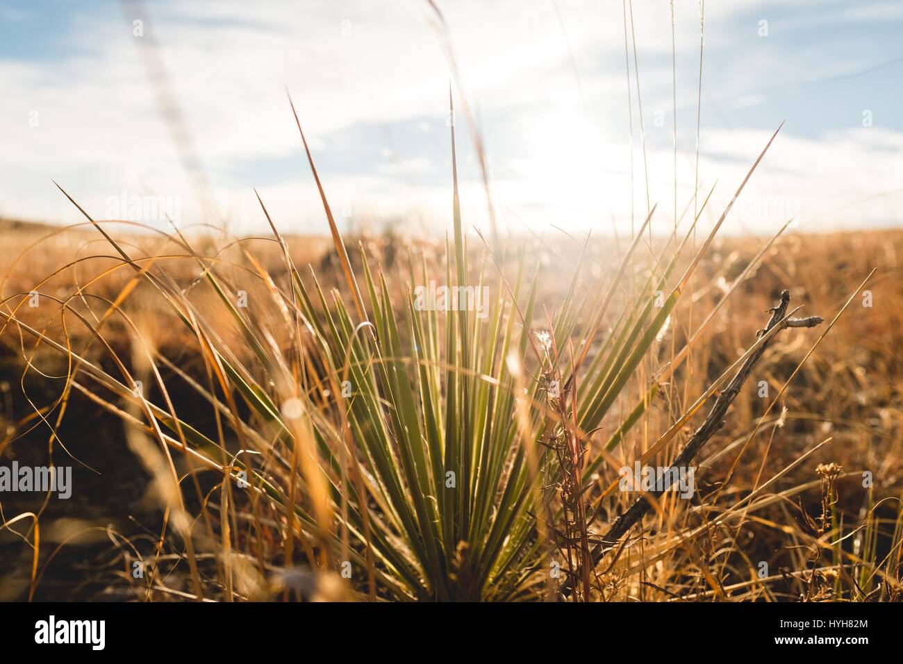 Warm golden light breaks though the cloud to highlight a plant in an open field Stock Photo