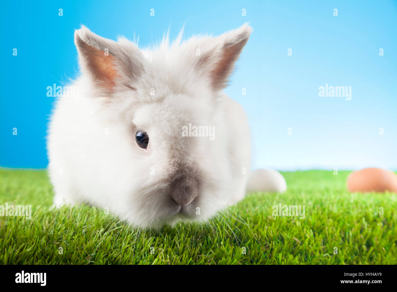 White Easter Bunny sitting in green grass with colored eggs around ...