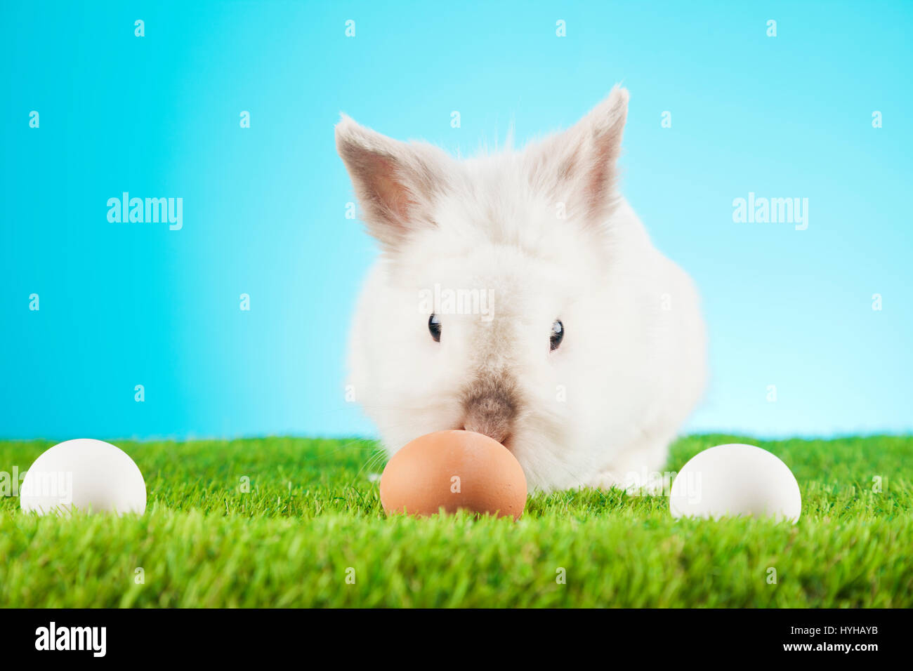 White Easter Bunny sitting in green grass with colored eggs around ...