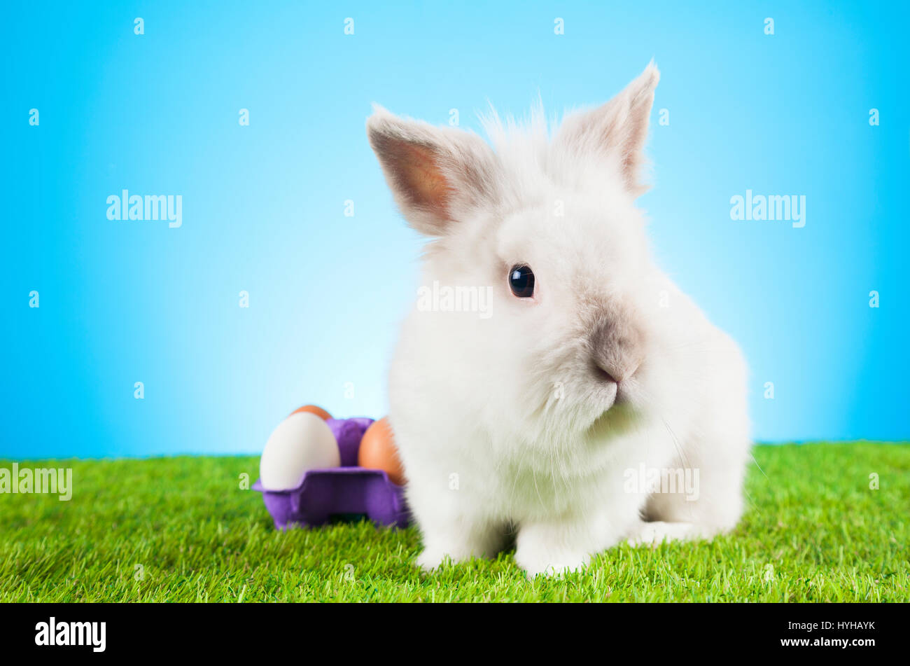 White Easter Bunny sitting in green grass with colored eggs around ...