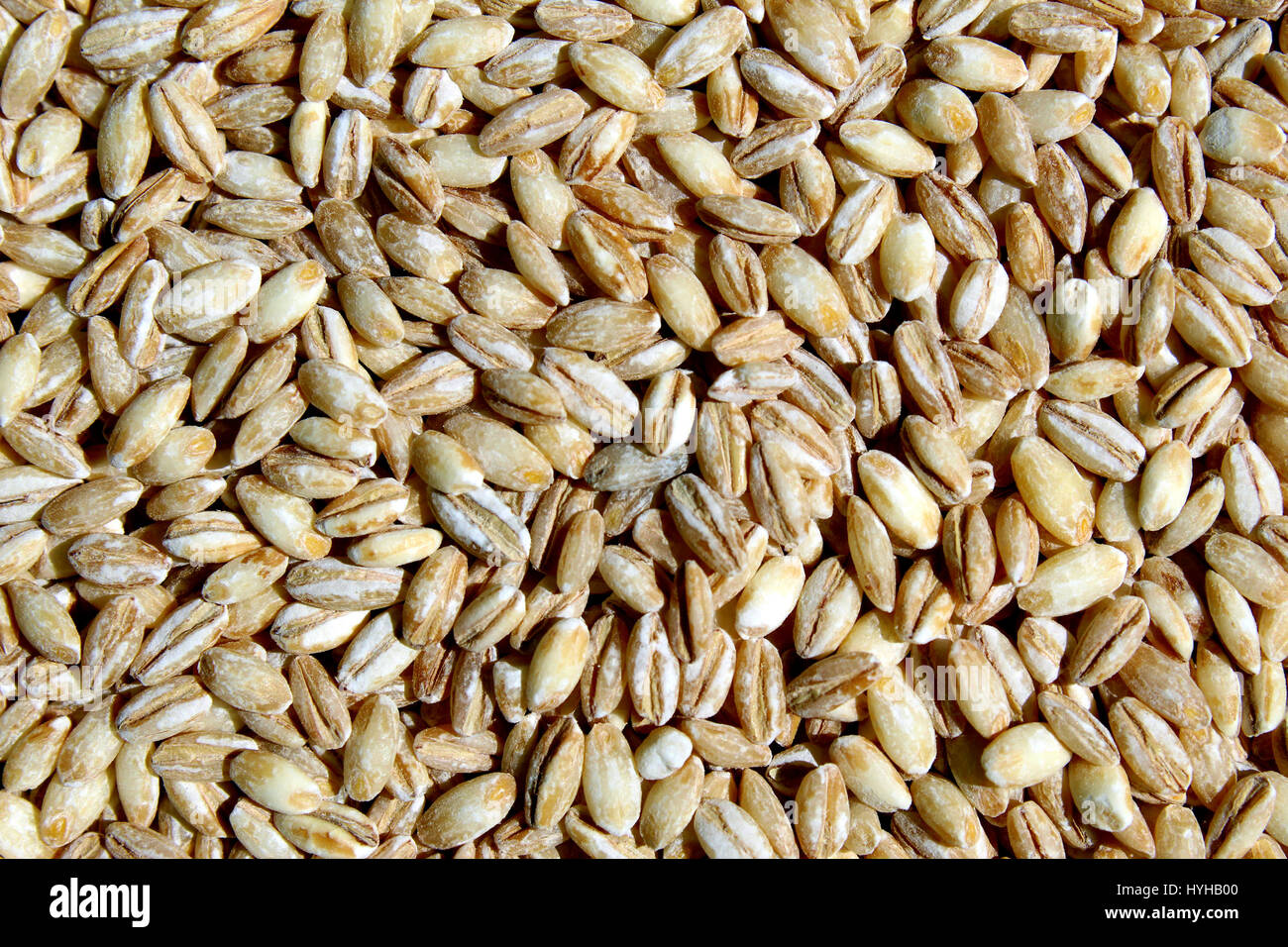 Barley grains Stock Photo Alamy