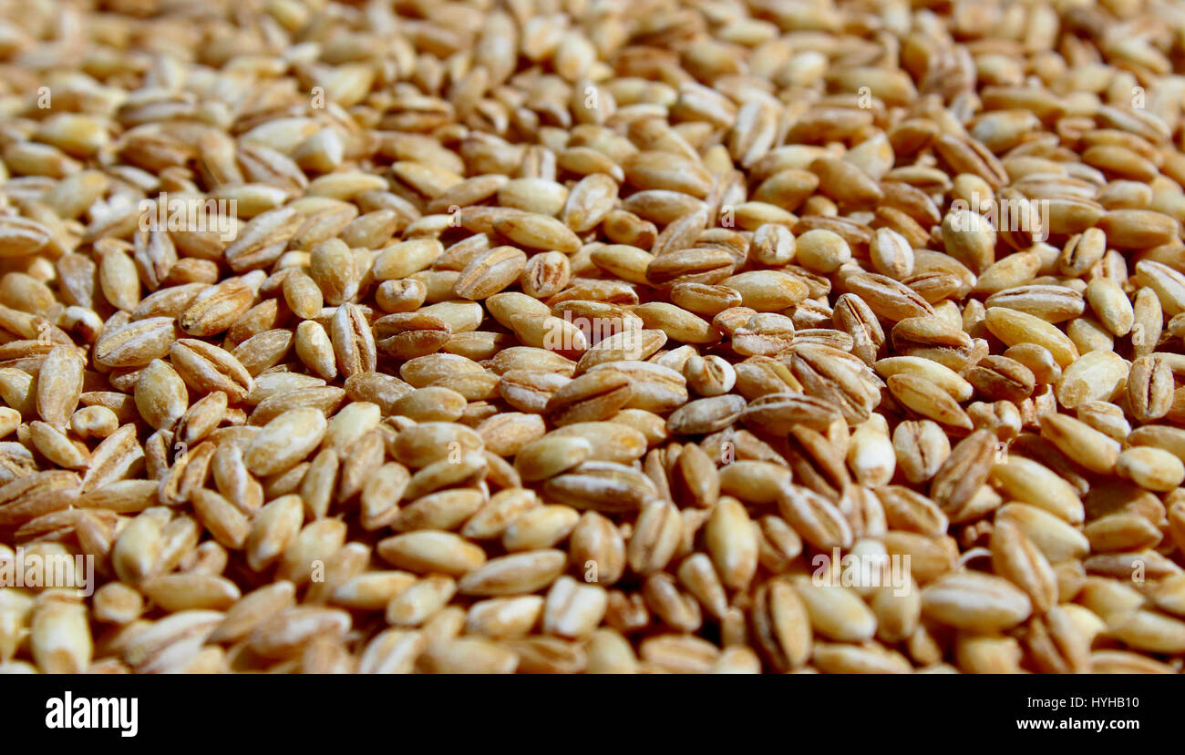 Barley grains Stock Photo Alamy
