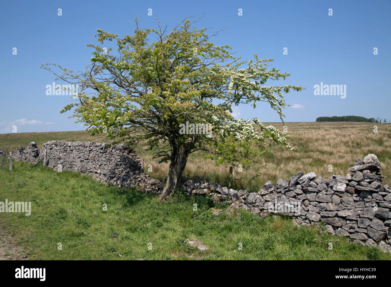 A tree in the Yorkshire Dales in England. Stock Photo