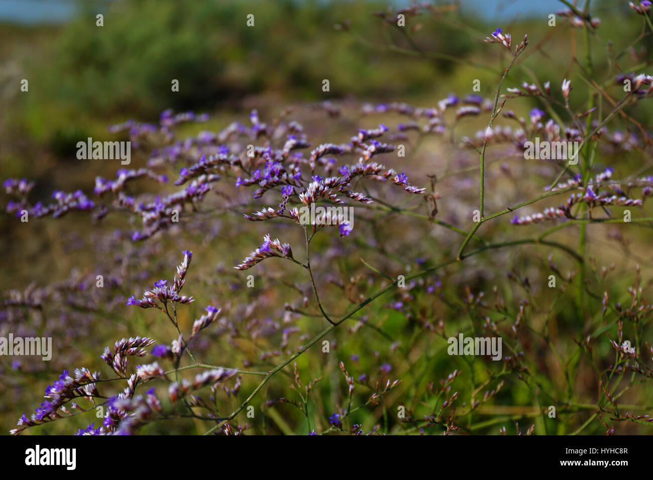 Flower of Limonium cancellatum on the Mati River delta, Albania Stock Photo