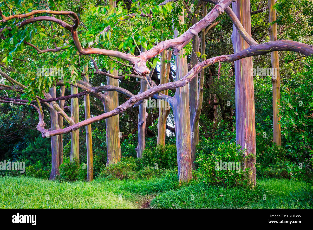 Beautiful landscape view of colorful painted eucalyptus trees, Maui