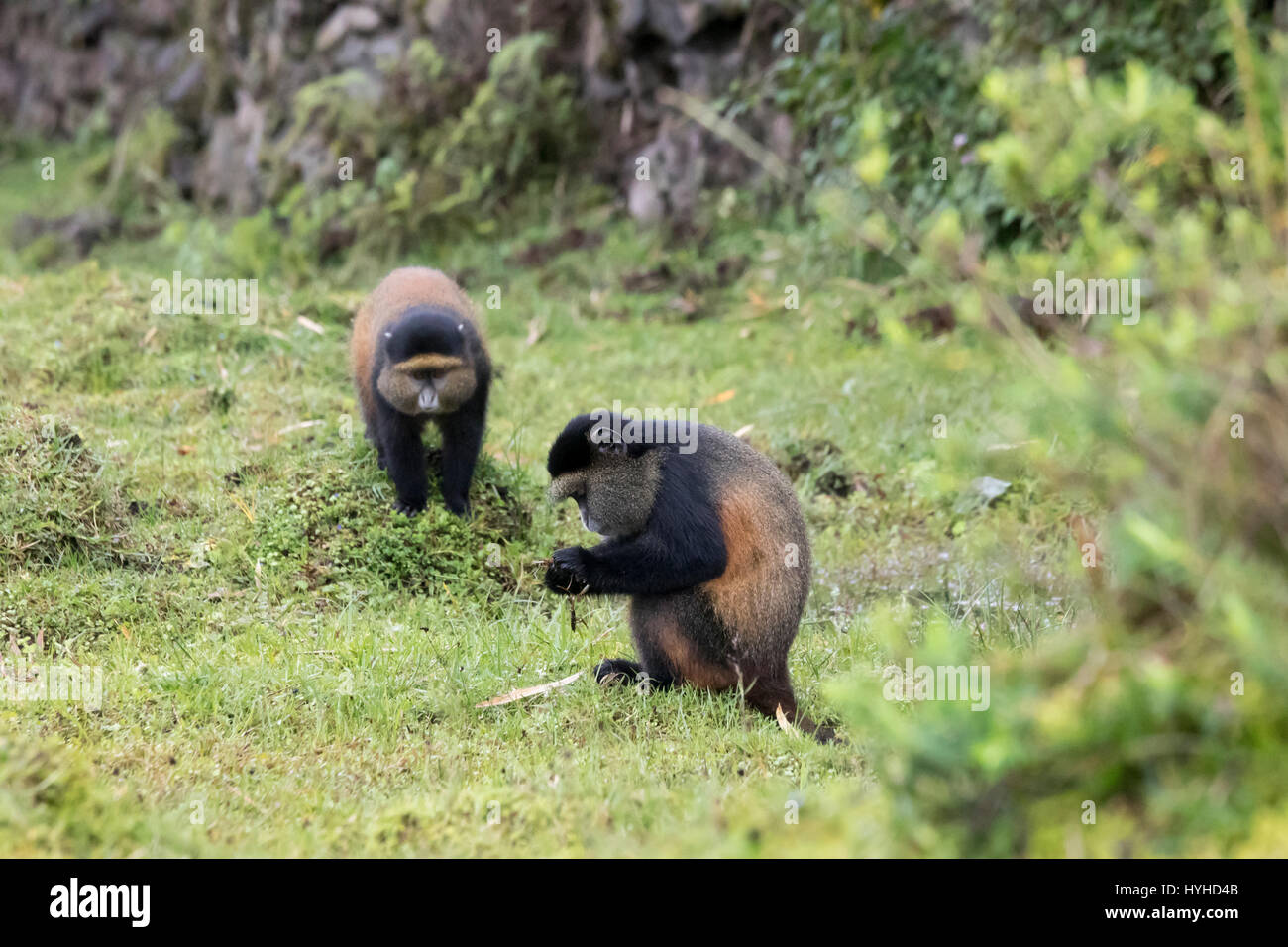 Endangered golden monkeys in Virunga forest of Volcanoes National Park, Rwanda. Stock Photo