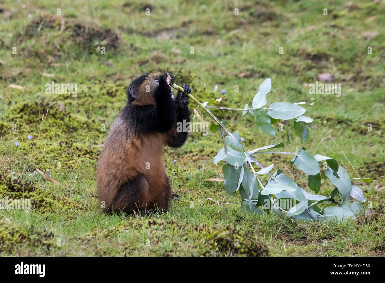 Endangered golden monkey youth in Virunga forest of Volcanoes National Park, Rwanda. Stock Photo