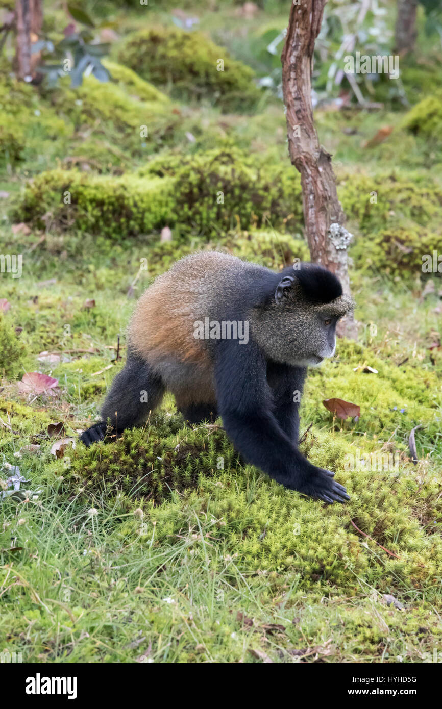 Endangered golden monkey profile  in Virunga forest of Volcanoes National Park, Rwanda. Stock Photo