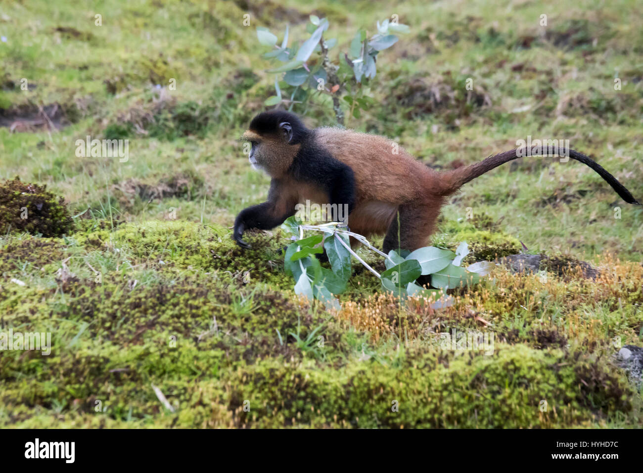 Endangered golden monkey foraging  in Virunga forest of Volcanoes National Park, Rwanda. Stock Photo