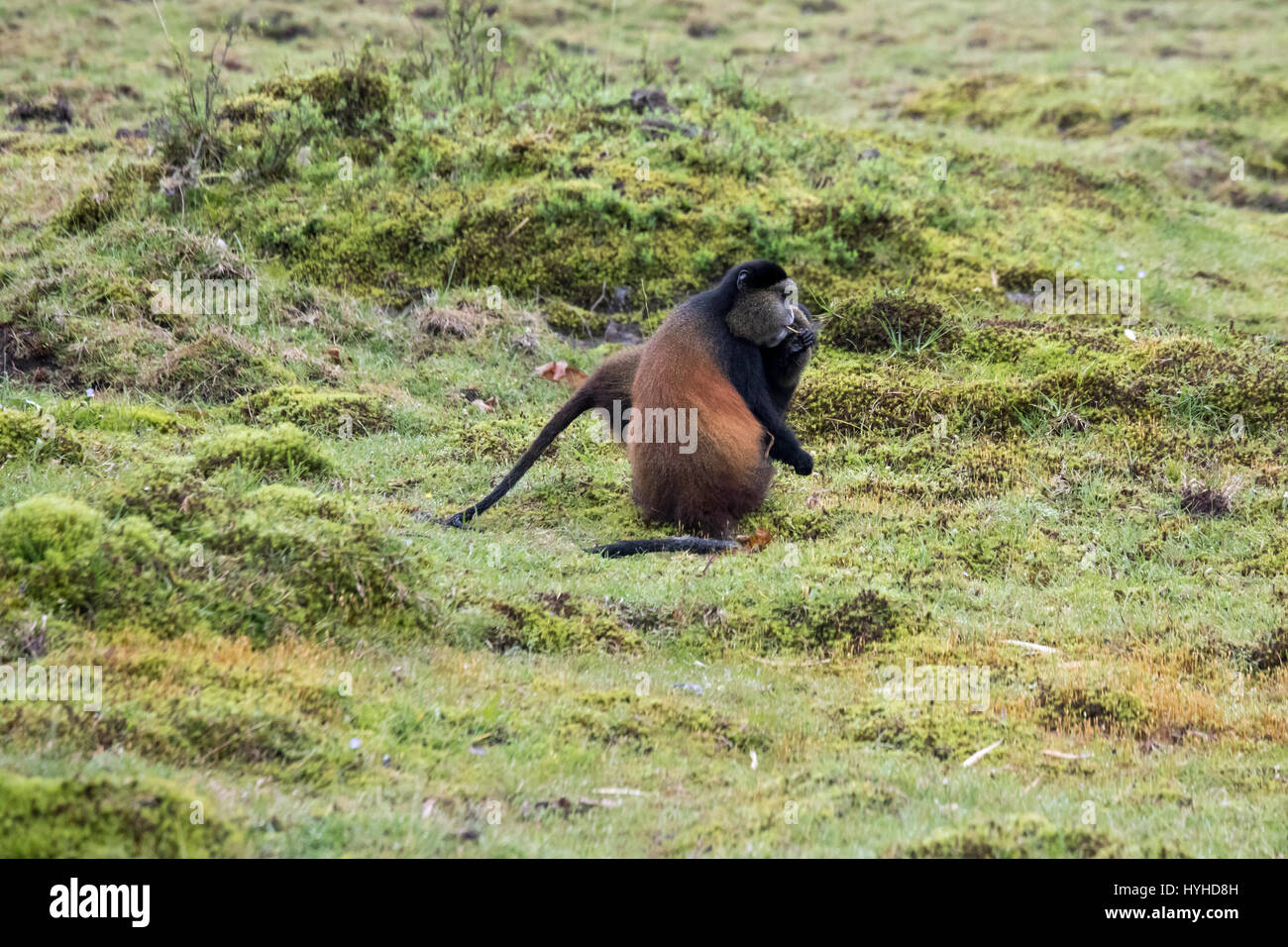 Endangered golden monkey in Virunga forest of Volcanoes National Park, Rwanda. Stock Photo
