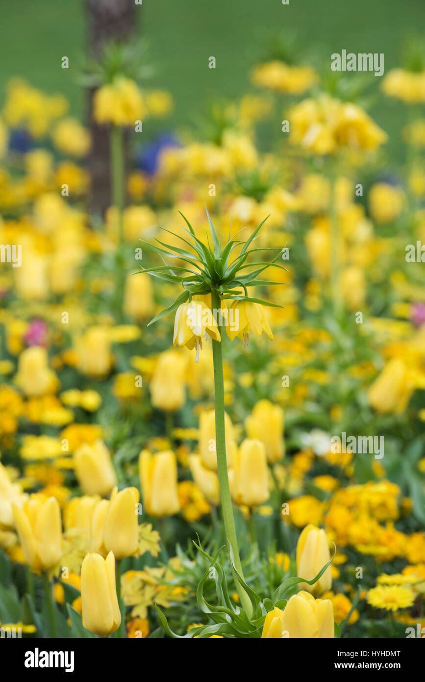 Fritillaria imperialis 'Maxima Lutea'. Crown imperial 'Maxima Lutea' in a flowerbed in hyde park, London Stock Photo