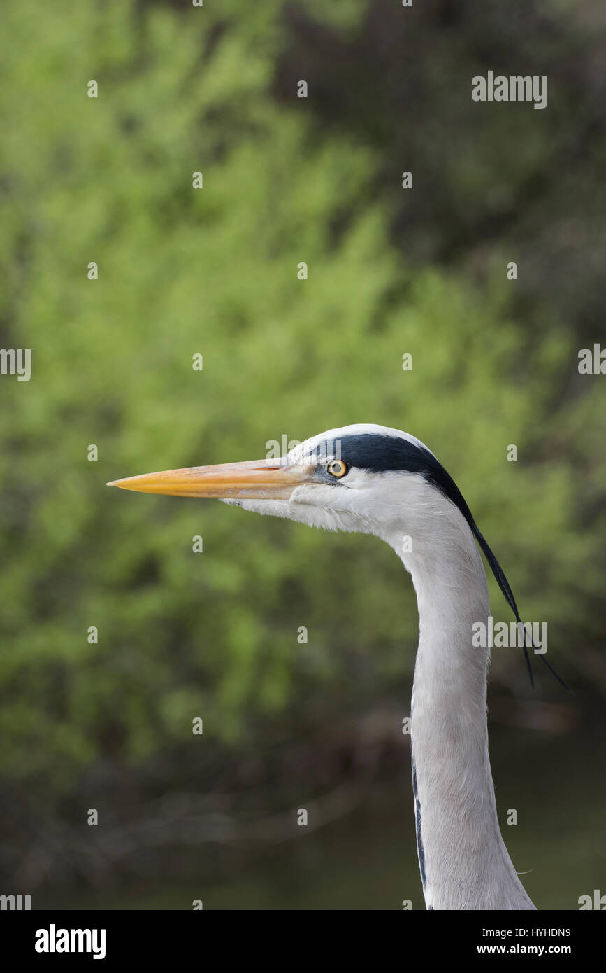 Ardea cinerea. Grey Heron head against a green background Stock Photo