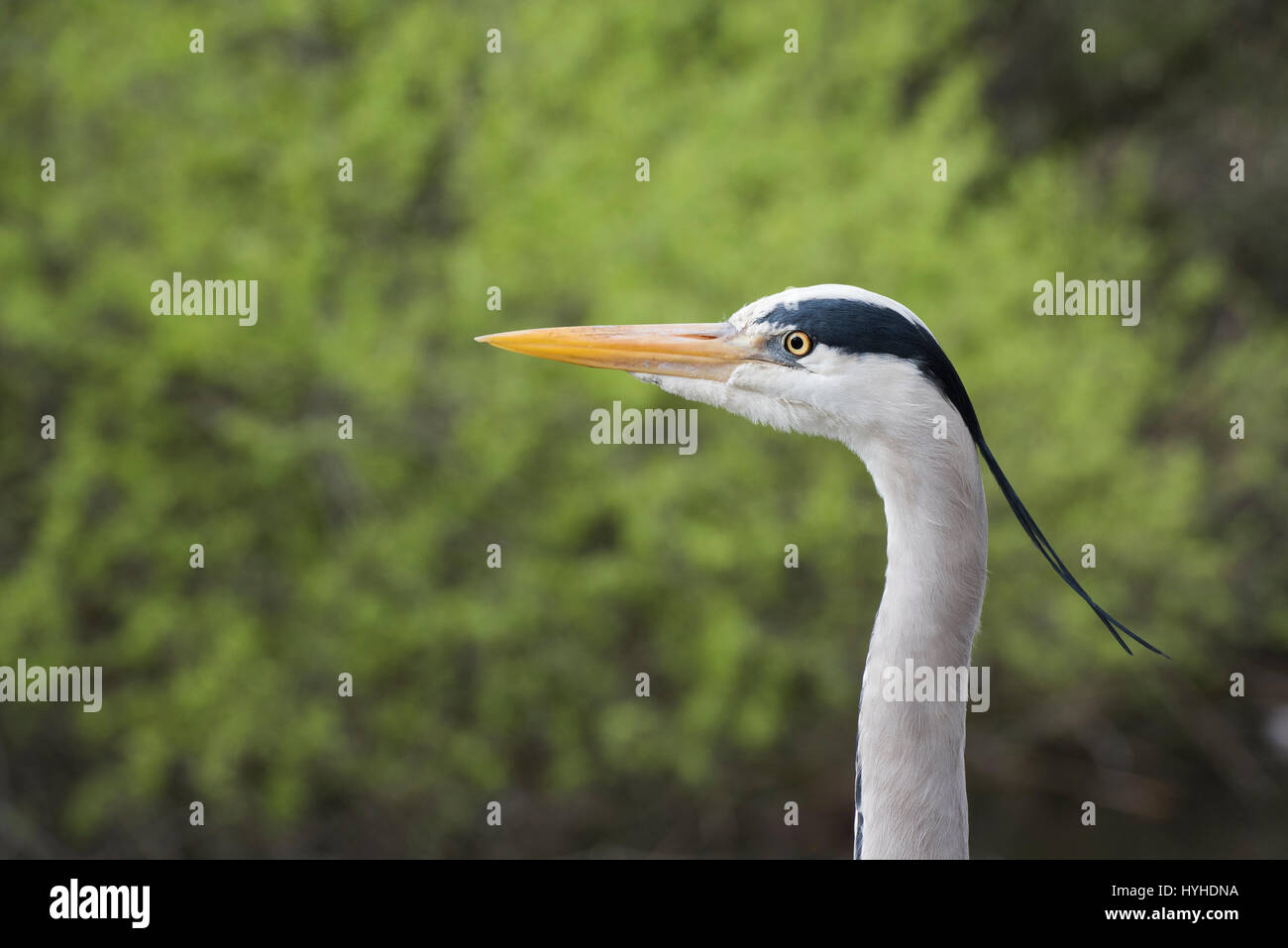 Ardea cinerea. Grey Heron head against a green background Stock Photo