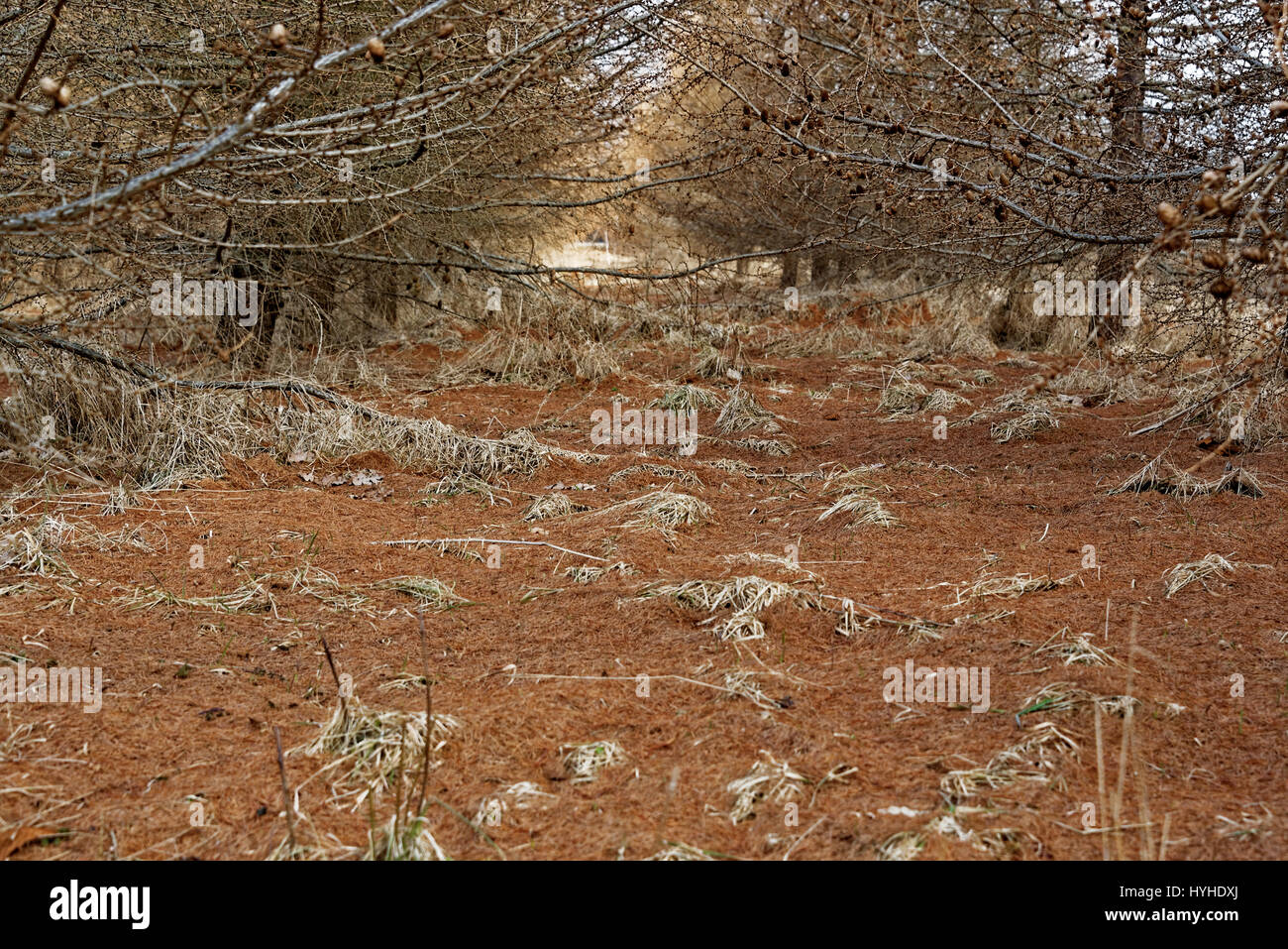 Larch needle landscape under larch forest in early spring Stock Photo