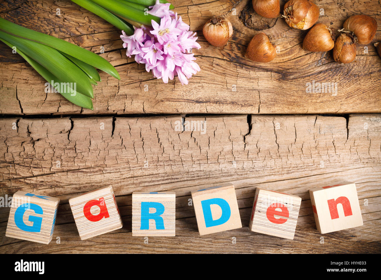 Gardening background with hyacinth flower and bulbs on wooden table. Copy space. Top view Stock Photo