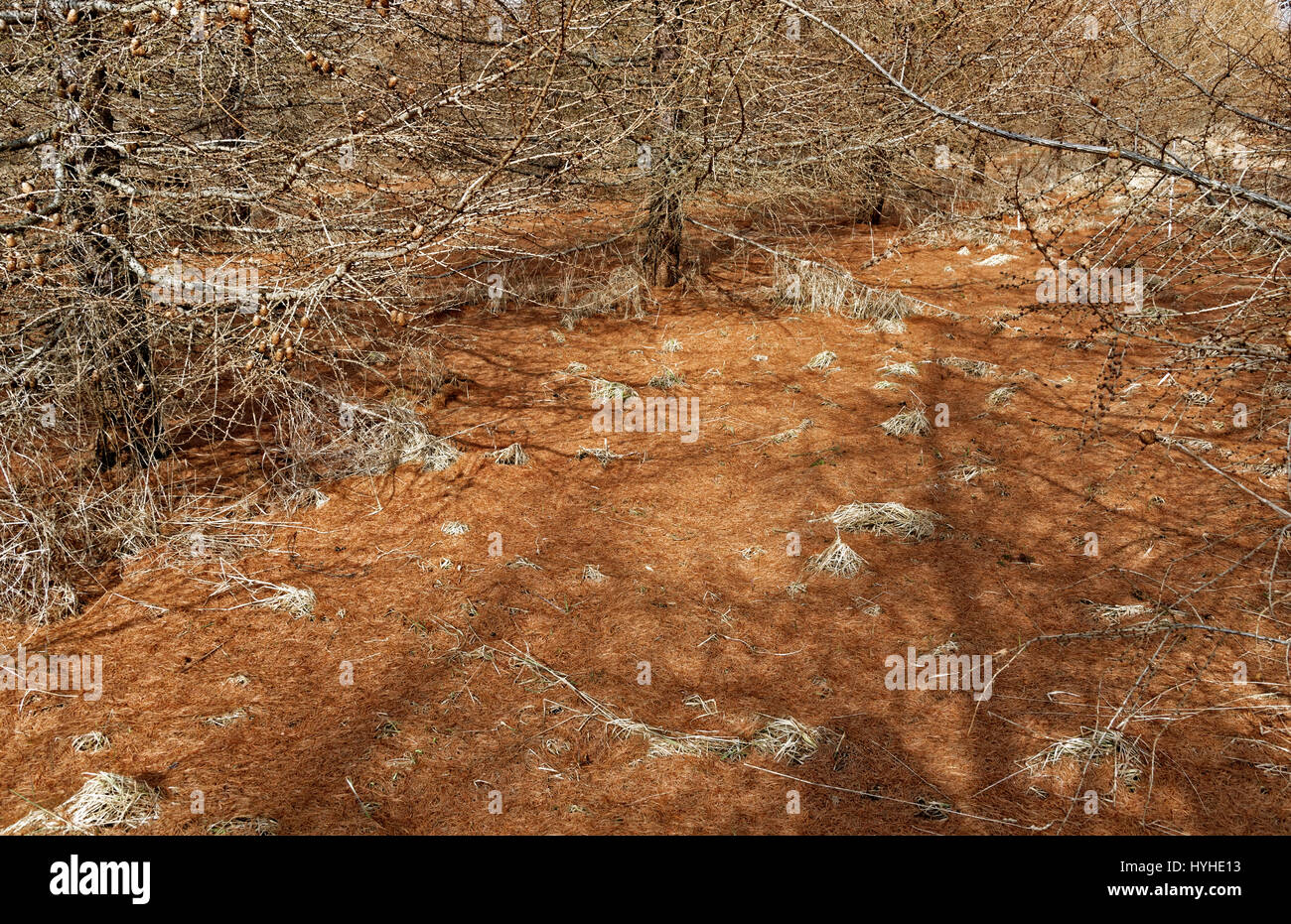 Larch needle landscape under larch forest in early spring Stock Photo