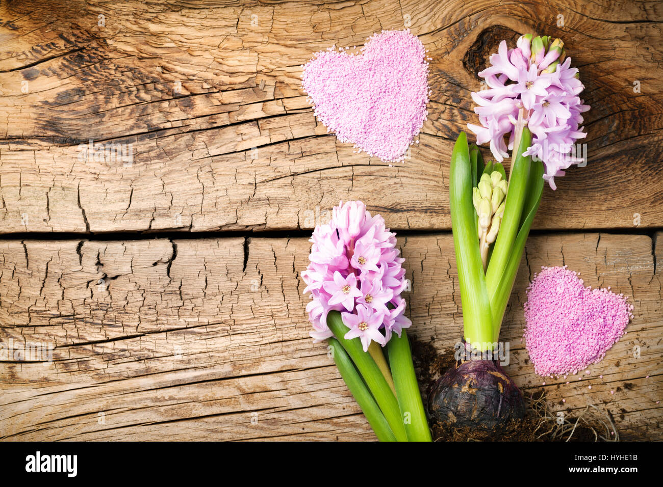 Gardening background with hyacinth flowers on wooden table. Copy space. Top view Stock Photo