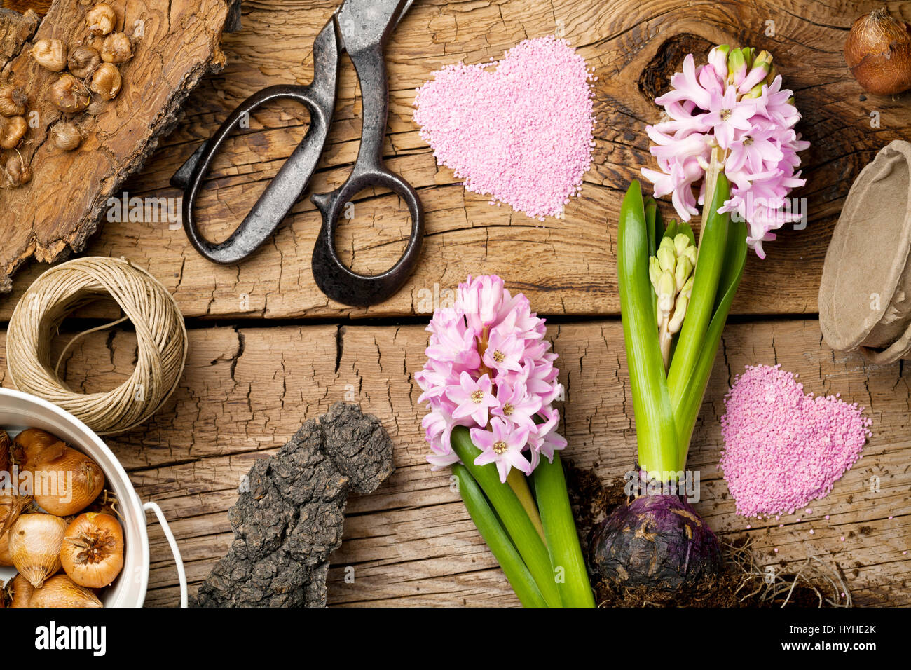 Gardening background with hyacinth flower and bulbs on wooden table. Top view Stock Photo
