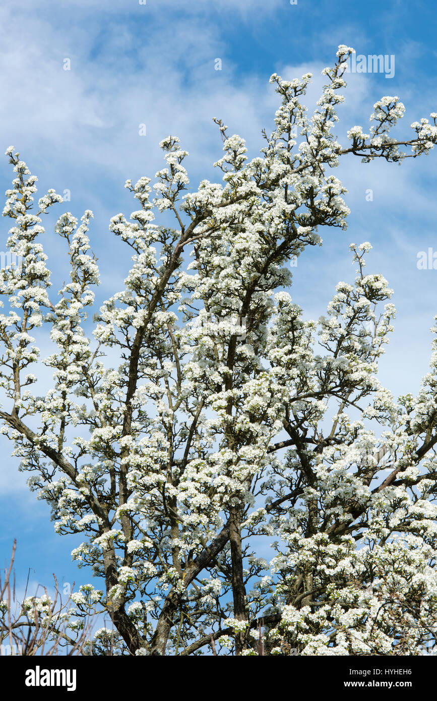 Pyrus calleryana 