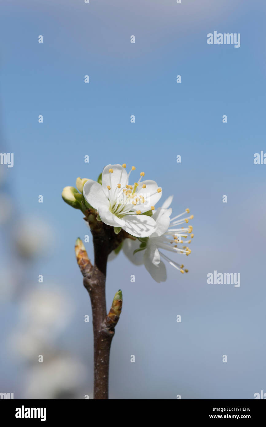 Prunus domestica insititia, White Bullace, Green Damson / Plum blossom in spring Stock Photo