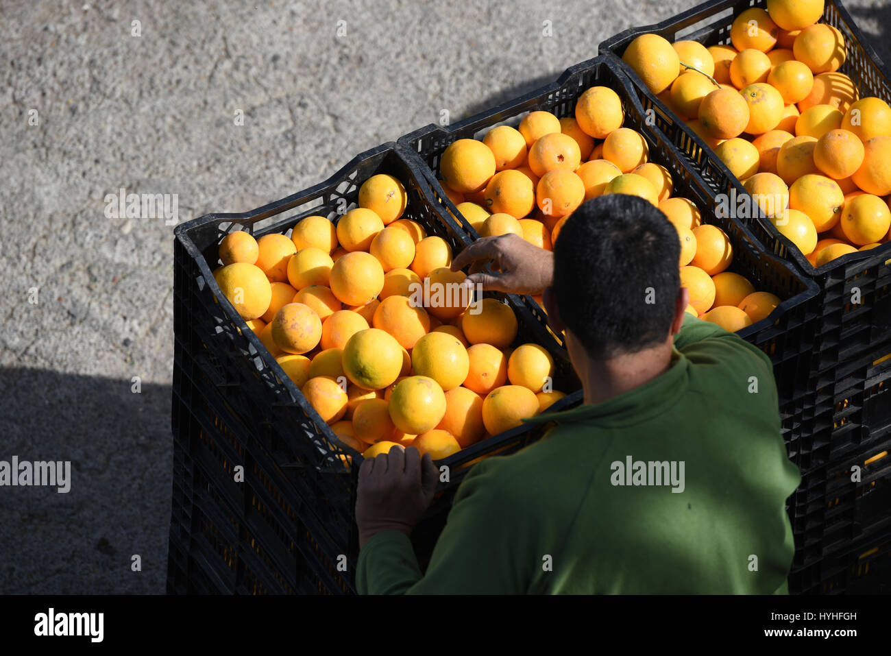Farmer taking box of fresh orange oranges Stock Photo - Alamy