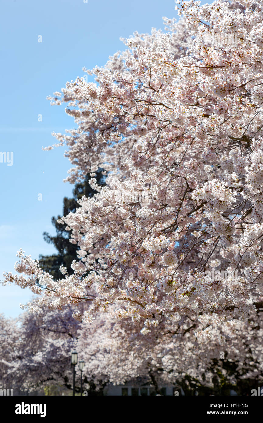 A view of cherry blossoms in bloom during the spring Stock Photo - Alamy