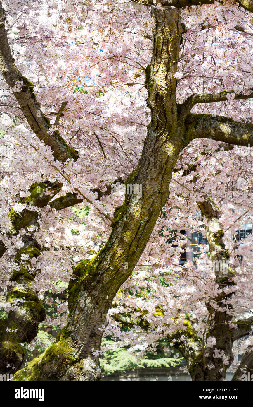 Cherry trees in bloom at university hi-res stock photography and images ...